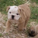 English Bulldog - male BROWN SUGAR 2